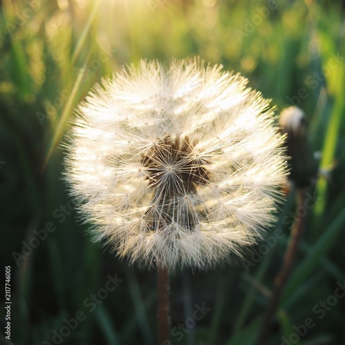 Obraz na płótnie Intricate radial symmetry of a mature taraxacum seed sphere illuminated by eveni