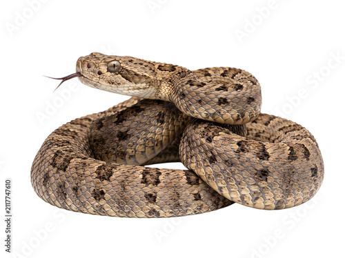 Фотография Coiled rattlesnake with tongue flicking on black png isolated on transparent bac
