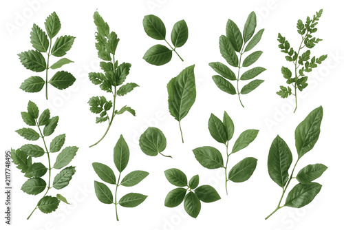 Collection of assorted green leaf branches