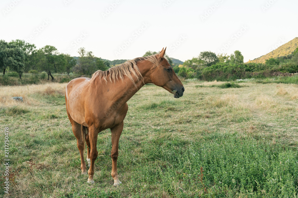 Obraz premium Brown horse standing in green field during sunset