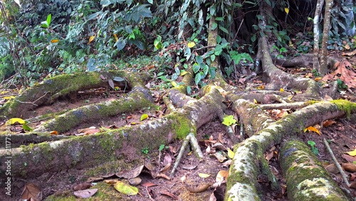 Ancient tree roots covered in moss in a lush tropical forest environment