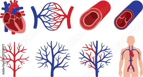 Canvastavla Human circulatory system vector icon set with heart anatomy blood vessels arteri