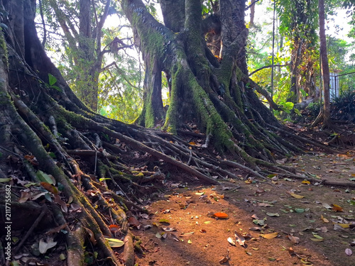 Ancient Mossy Tree Roots in Lush Tropical Forest with Dappled Sunlight on Forest Floor