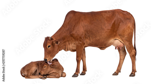 Mother cow licking calf tenderly on white png isolated on transparent background