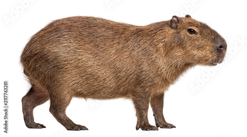 Side profile of a capybara with brown fur on a png isolated on transparent background