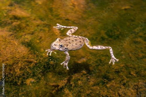 Photography Tree Frog Floating with Legs Spread on Algae Covered Pond Water Surface, Wildlif