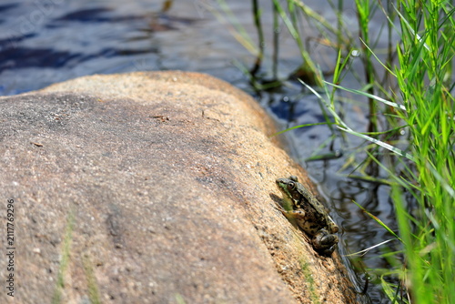 Obraz na płótnie Frog leaves a pond to hunt insects from a rocky hideout