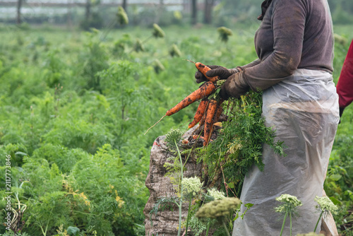 Canvastavla Indonesian farmer harvesting fresh carrots in an agricultural field in Banjarneg