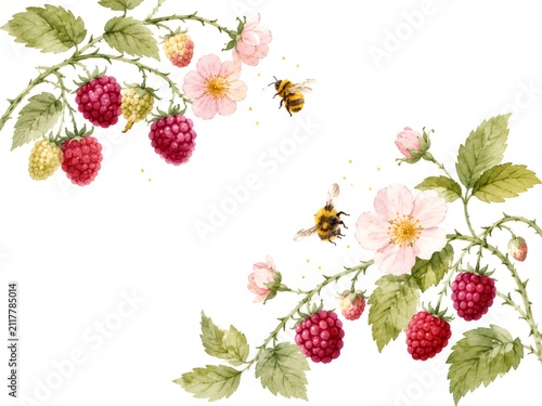 Bumblebees flying around blossoming raspberry branches