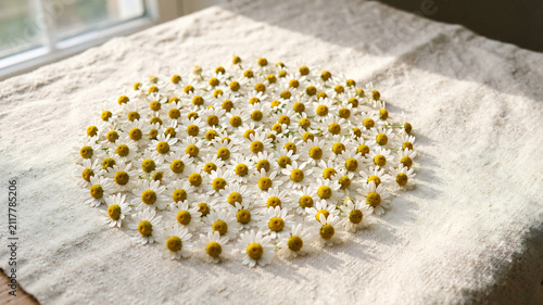 Drying Chamomile Flowers on Cream Cotton Cloth