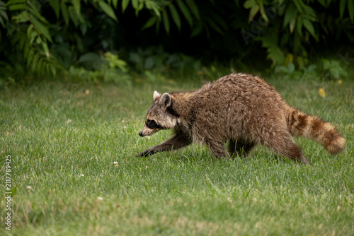 Side view wild raccoon Procyon lotor walking on green grass in backyard during daytime