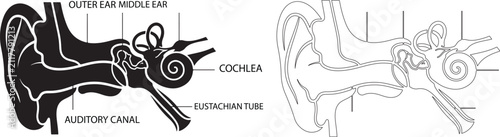 Detailed anatomical diagram of the human ear structure isolated on transparent background