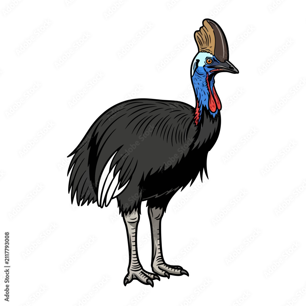 Obraz premium Detailed Vector Illustration of a Southern Cassowary Standing Bird Featuring Vibrant Blue and Red Neck Coloring on a Plain White Background