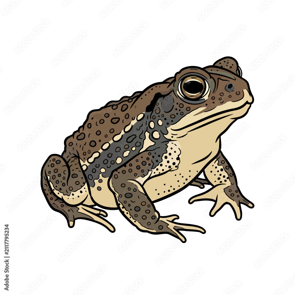 Naklejka premium Hand drawn common toad vector illustration isolated on white background