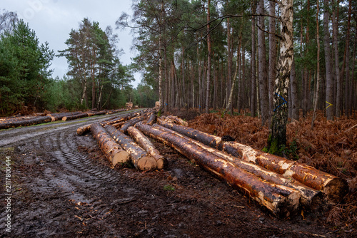 Exploitation du bois dans une forêt domaniale en hiver. Débardage. Arbres stockés le long d'un chemin. Traces de roues d'engins forestiers. Pins sylvestre