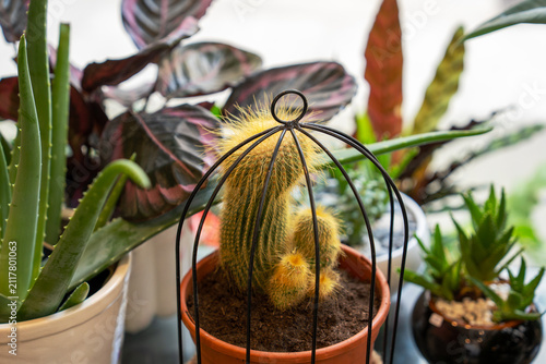 Potted cactus in metal cage display in flower shop