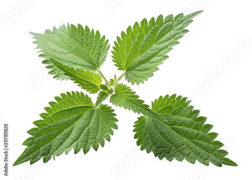 Fresh Stinging Nettle Leaves Plant Isolated White Background