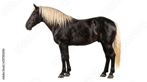 Фотография Black horse with flaxen blonde mane and tail standing in profile view isolated on transparent background png