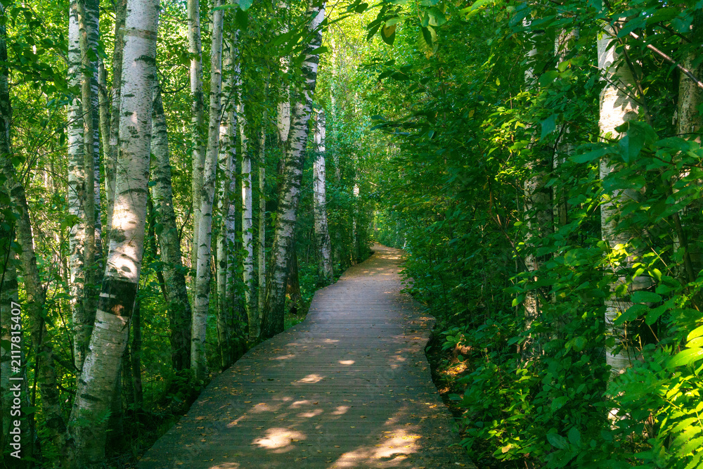 Obraz premium Path in the birch forest on a summer day. Beautiful landscape.