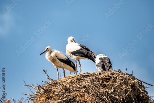 Canvas Print A pair of white storks (Ciconia ciconia) stands at their stick nest with a chick at a safari park in the Netherlands the nesting family of wading birds against the sky