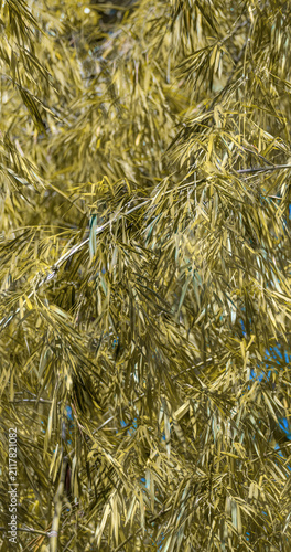 Картината върху платно Lush bamboo culms and leaves forming a vibrant green natural plant pattern