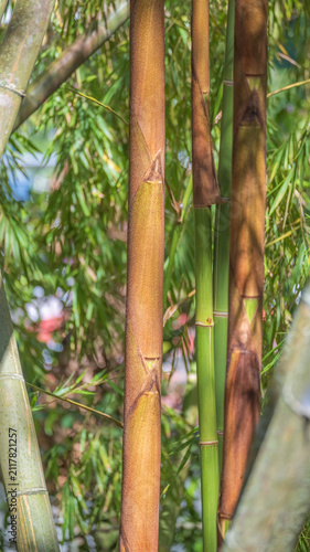 Dense green bamboo stalks standing in forest growing, creating a natural, vibrant background. 