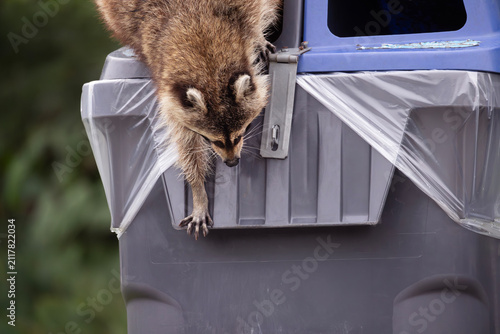 Photography Urban wildlife nuisance raccoon Procyon lotor scavenging in city park litter bin
