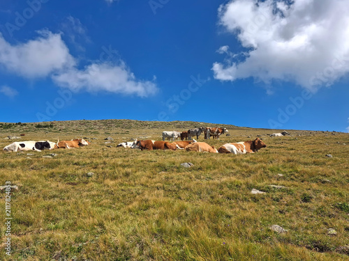 idyllic and relaxing view of cows grazing in the Dolomite valleys in summer