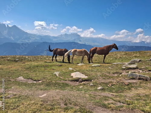 Scenic view of three horses grazing against the backdrop of the Dolomites in summer