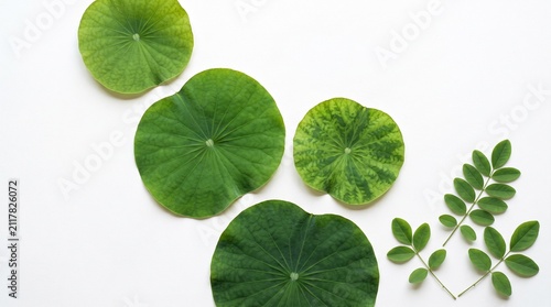 Lotus & Tropical Leaf Collection