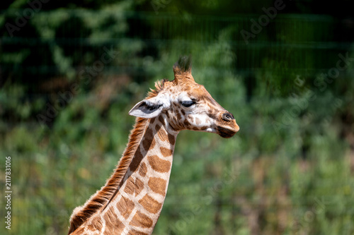 Fotografía A giraffe (Giraffa camelopardalis) stands tall among green foliage at a safari park in the Netherlands the long neck and patterned coat of the browser rising above the bushes