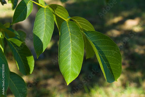 Blätter am Walnussbaum, Echte Walnuss (Lat.: Juglans regia)