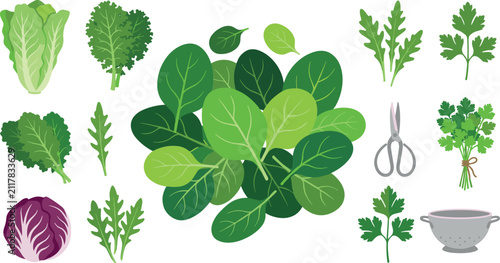 Konstfotografi Leafy greens salad vector element set featuring fresh spinach romaine lettuce ka