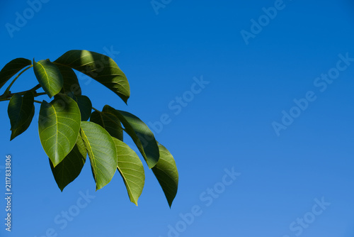 Blätter am Walnussbaum vor blauem Himmel, Echte Walnuss (Lat.: Juglans regia)