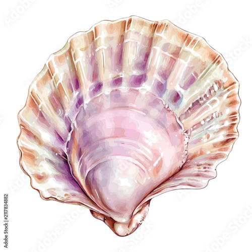watercolor painting of Scallop, isolated on a white background.
