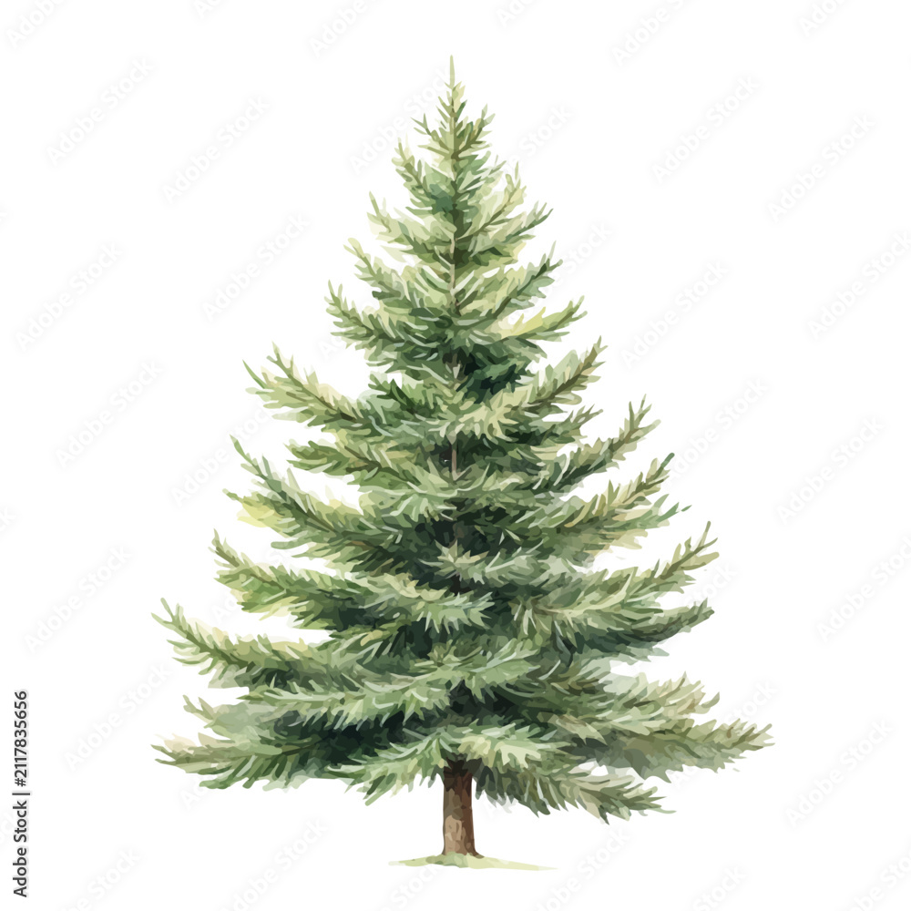 Fototapeta premium watercolor painting of Sapin-Sapin, isolated on a white background.