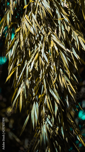 Bamboo leaves presenting natural green foliage texture and creating a lush green pattern with light and shadow
