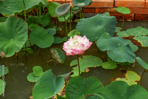 Canvas Print Beautiful Lotus flower with green leaves,Pink and white Lotus 's flowers are in the pool and wild forest,Lily pads with blooming pink water lilies in park or water garden
