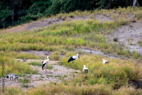 Photography White storks (Ciconia ciconia) stand in the grass beside the water at a safari park in the Netherlands the tall wading birds foraging in the summer light