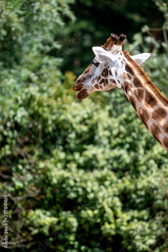 A giraffe (Giraffa camelopardalis) turns its head among green leaves at a safari park in the Netherlands the ossicones and patterned neck of the tallest animal in view.