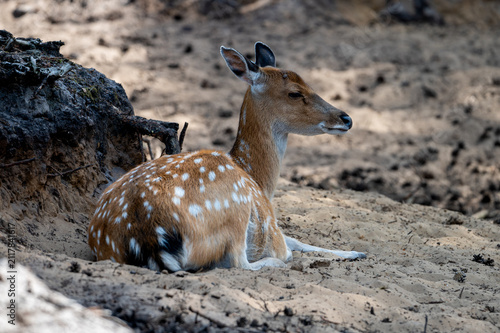 Картината върху платно A spotted axis deer (Axis axis) lies in a shallow sandy hollow at a safari park in the Netherlands the white spots of the chital standing out on its reddish brown coat