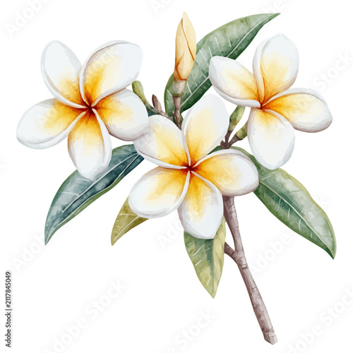 Plumeria Branch, watercolor painting capturing graceful lines and soft blended shades, isolated on a white background.