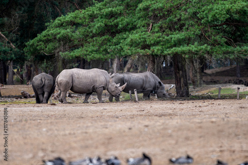 Konstfotografi White rhinoceros (Ceratotherium simum) graze on the sandy ground of a wooded area at a safari park in the Netherlands the massive endangered herbivores in summer