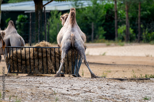 Photography A Bactrian camel (Camelus bactrianus) stands by the hay feeder while the herd eats at a safari park in the Netherlands the two humped animal in the summer landscape
