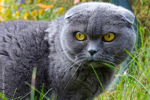 Cuadro en lienzo Gray Scottish Fold cat standing in grass and staring at the camera, expressive pet portrait, attentive companion, outdoor lifestyle