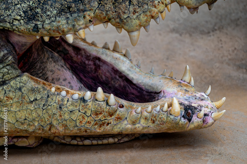 Canvas Print A detailed view of the open jaws and sharp teeth of a Nile crocodile (Crocodylus niloticus) at a safari park in the Netherlands the powerful reptile basking on sand