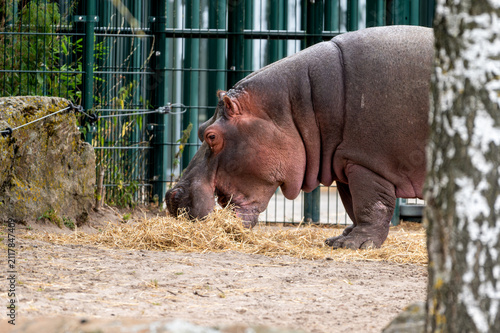 Bild auf Leinwand A hippopotamus (Hippopotamus amphibius) lowers its head to feed at a safari park in the Netherlands the enormous grey body and broad muzzle filling the frame in summer