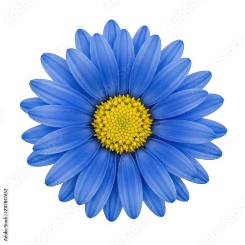 A vibrant blue cornflower with a bright yellow center standing out clearly