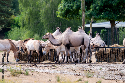 Cuadro en lienzo A herd of Bactrian camels (Camelus bactrianus) crowds around a hay feeder at a safari park in the Netherlands the shaggy two humped animals feeding together in summer