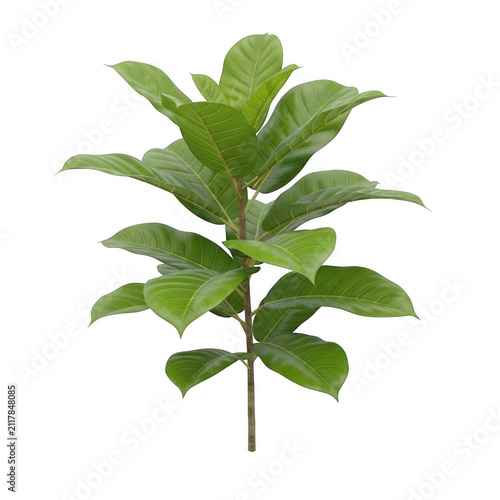 Fresh green tea plant with vibrant leaves and slender stems